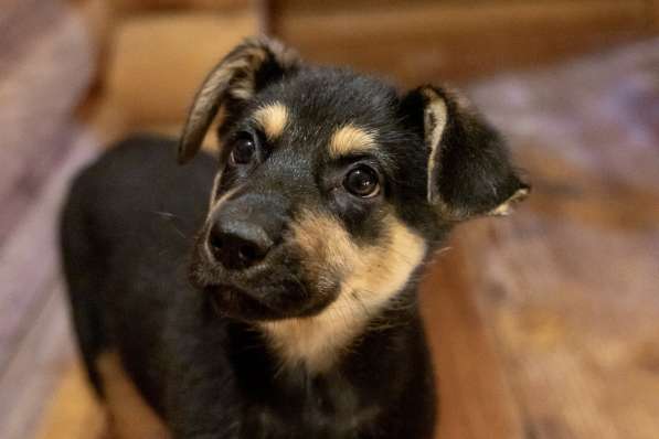 Мальчик в добрые руки в Москве фото 4