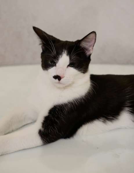 Багира в фото 12