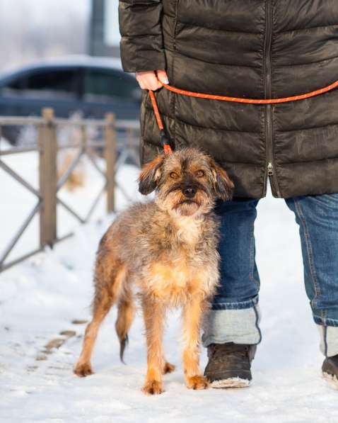 Редкой внешности собачка ищет дом в Санкт-Петербурге фото 4