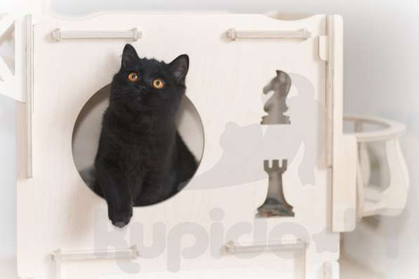 Британские короткошерстные котята в фото 4