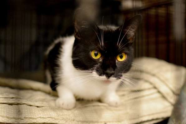 Общительная Маргоша ищет семью и дом в Москве фото 5