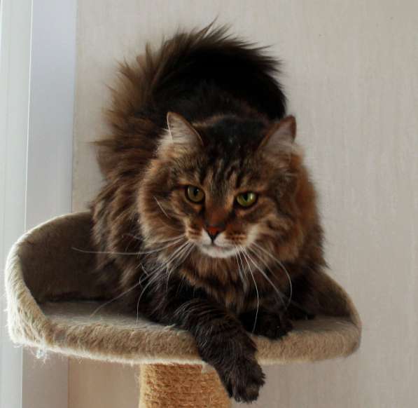 Кот в добрые руки. Сибирячок Стёпа в Калуге фото 15