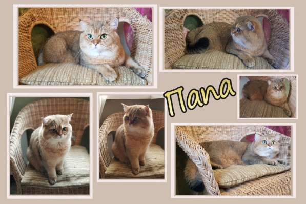 Британские золотые шиншиллы в Подольске фото 9