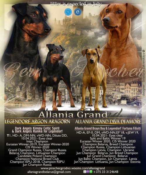 Щенки немецкого пинчера в фото 25