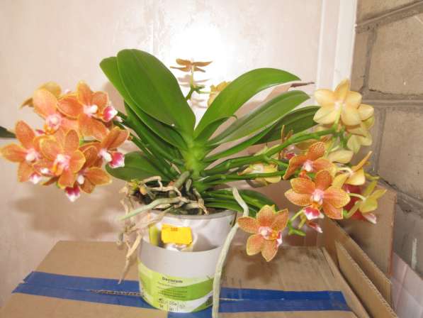 Продам орхидеи цветущие и не цветущие в фото 5