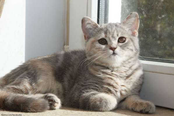 Шотландская кошечка биколор в Москве фото 7