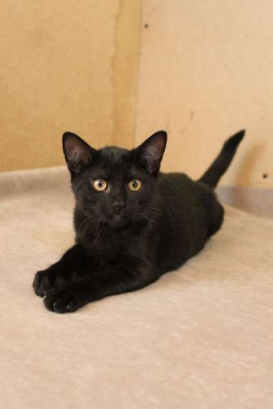 Грациозные угольно-черные котята в Санкт-Петербурге фото 20