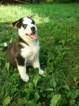 Продаются щенки Хаски