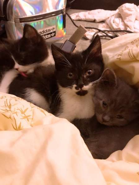 Отдам Бэтмена в добрые руки в Москве