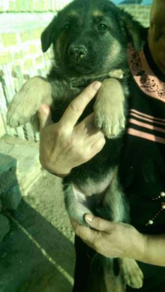 Продаются щенков ВЕО в Евпатории фото 24