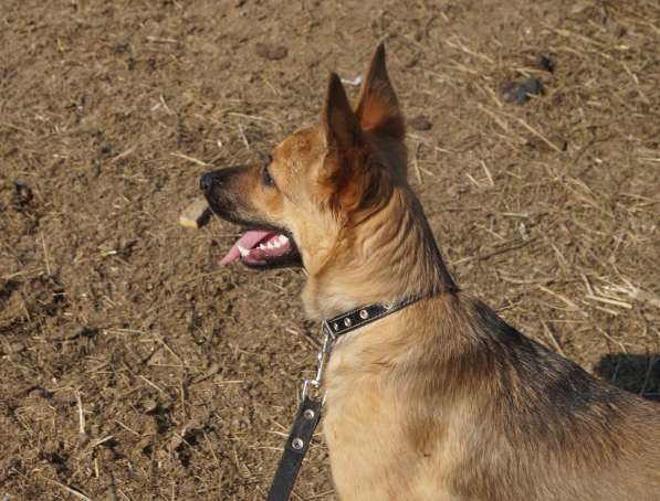 Дана, 1 год, ищет дом! в Раменское фото 9