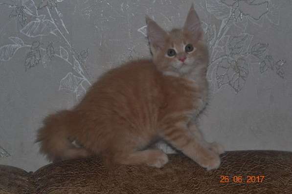 Великолепные котята мейн-кун из питомника в Волгограде фото 252