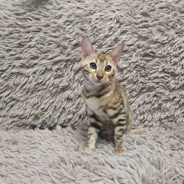 Бенгальская яркая девочка в Москве фото 5