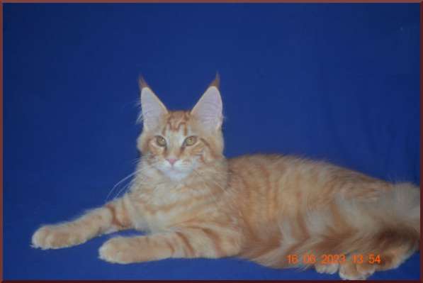 Великолепные котята мейн-кун из питомника в Волгограде фото 13