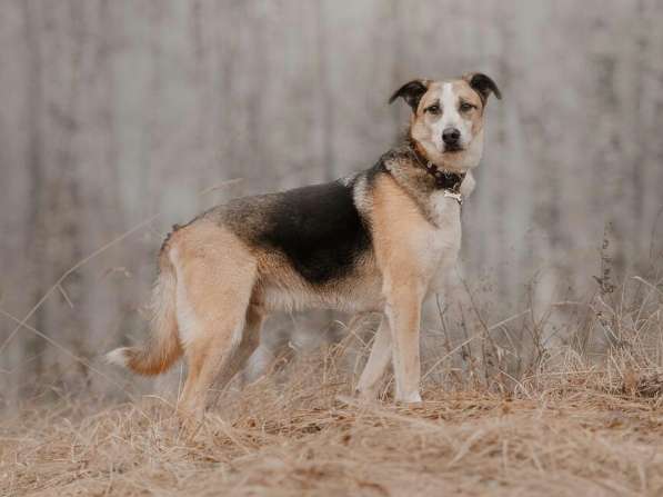 Молодой энергичный Майор ищет семью в Москве фото 66