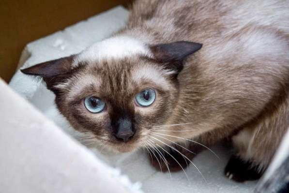 Смешная невидимка кошка Чуча ищет дом в Москве фото 3