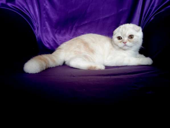 Клубный шотландский котенок с родословной и прививками из пи