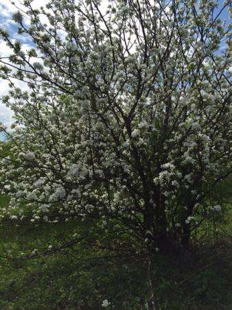 Продаю яблоневые дрова и щепу оптом. в Москве