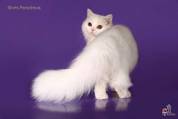 Котенок - счастье в дом