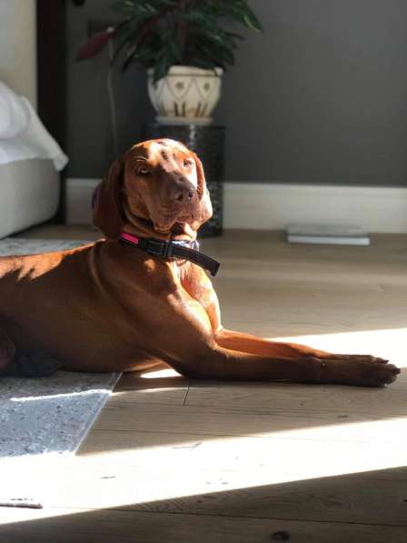 Венгерская выжла в Москве фото 3