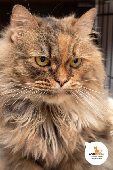 Кошка Анджелина в Москве фото 3