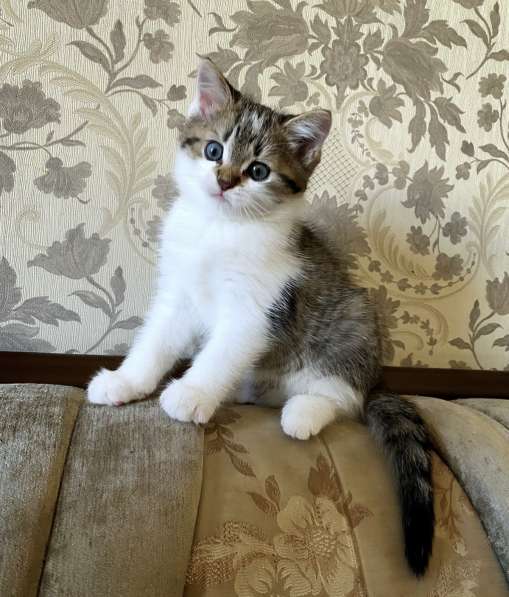 Шикарный трёхцветный котёнок с сердечком на лапке