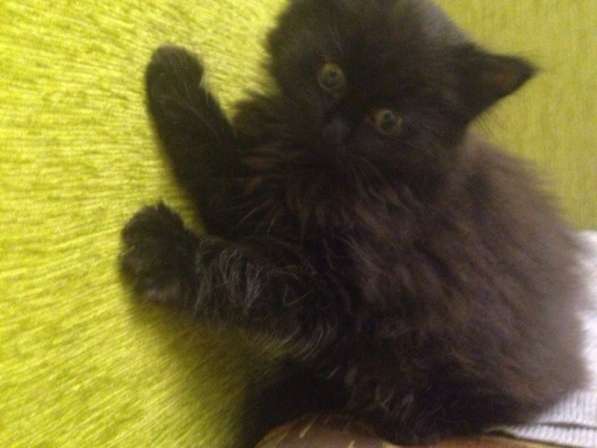 Черный котенок Сибирской породы, мальчик в Тюмени