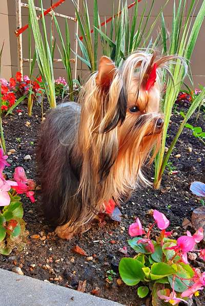 МИНИ МАЛЬЧИК РКФ в Москве фото 7