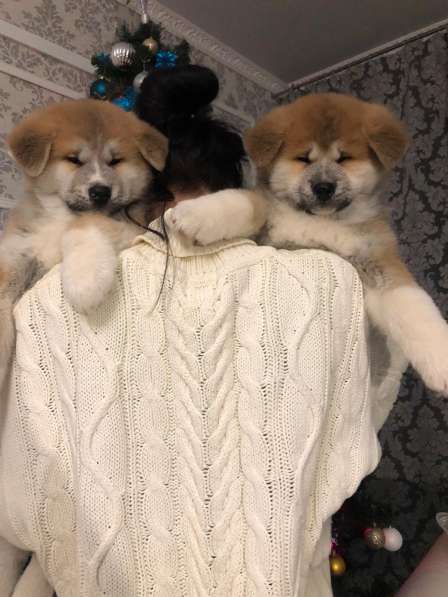 Акита ину щенки в Москве фото 8