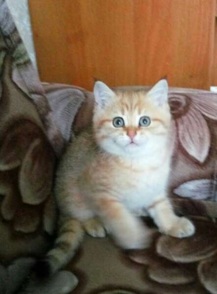 Британские котята в Санкт-Петербурге фото 4