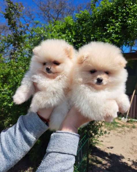 Щенки шпица в Иванове фото 3