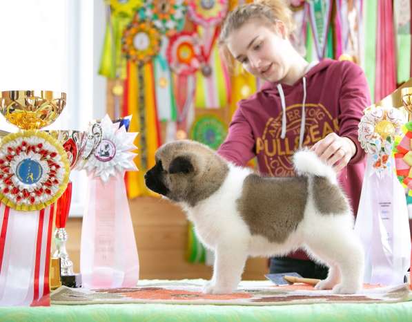 Щенки американской акиты в Рыбинске фото 9