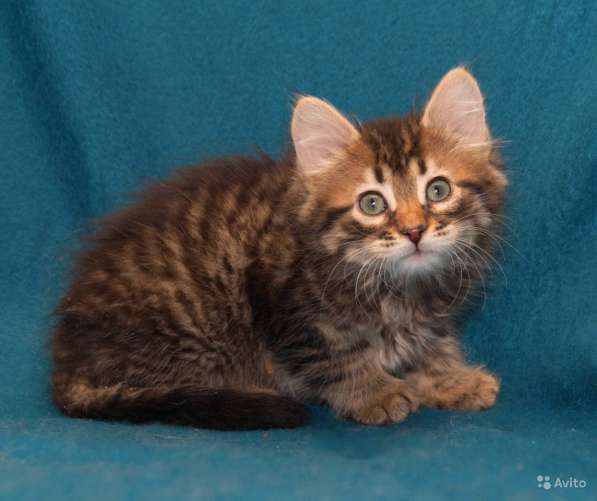 Очаровательные котята-девочки 1,5 мес