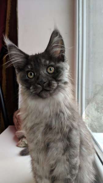 Девочка Мейн Кун в Ставрополе фото 4