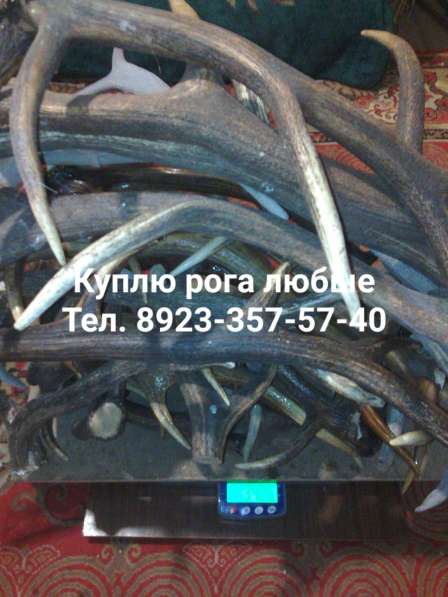 Рога марала купим в Красноярске