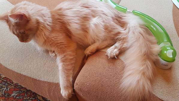 Продаётся красная на серебре кошечка мейн кун в Санкт-Петербурге фото 10