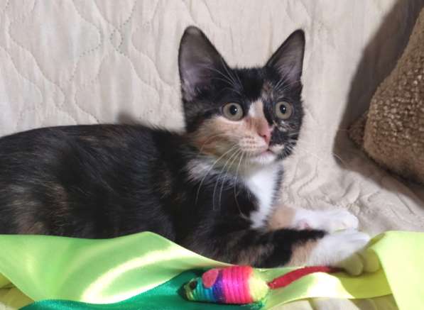 Котенок в добрые руки. Ксюша, девчушка-очаровашка в Москве фото 18