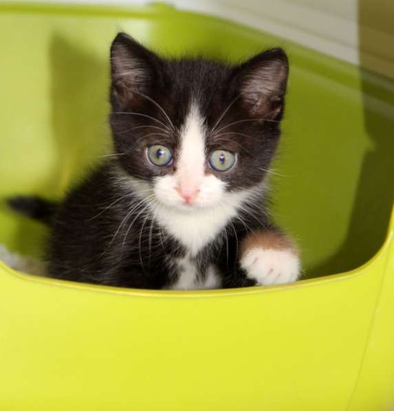 Котята в Ульяновске фото 6
