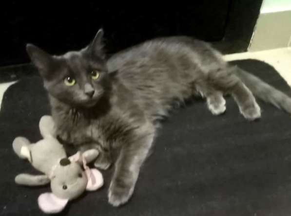 Котенок в добрые руки. Ласкушка Кирюша в Москве фото 16