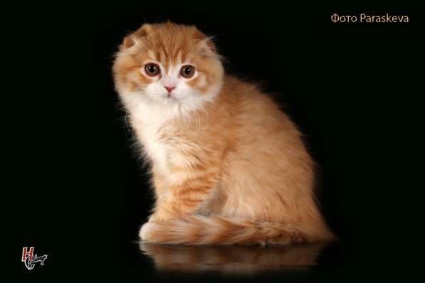 Докторица в Санкт-Петербурге фото 3