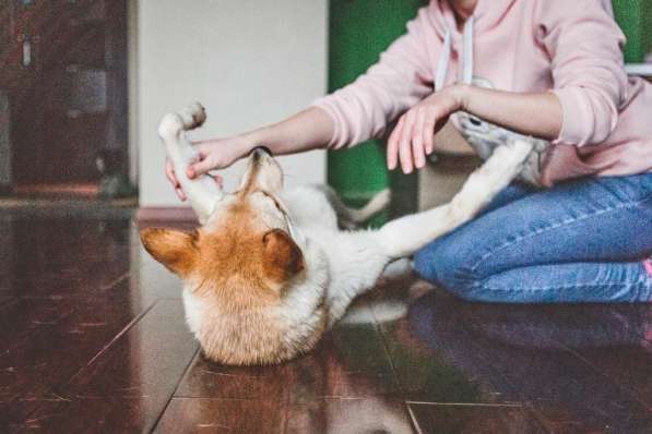 Собака Лапочка в поисках хозяина в Москве фото 3