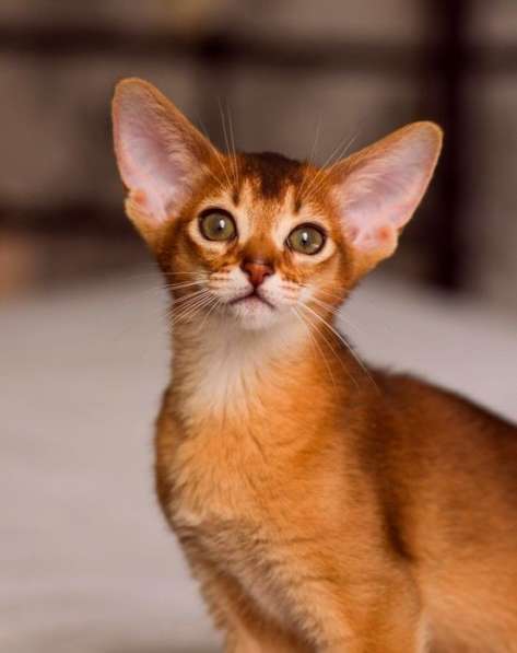 Абиссинские котята в Санкт-Петербурге фото 3