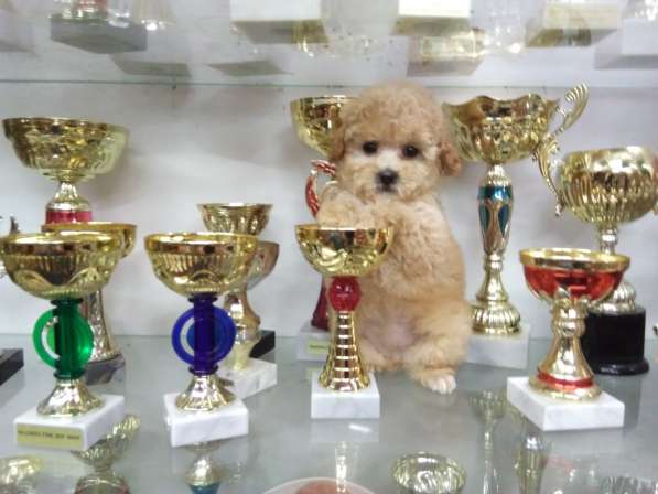 Очаровательные щенки миниатюрного и той-пуделя в Москве фото 6