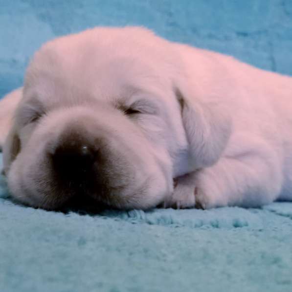 Очень красивые щенки лабрадорар в Иркутске фото 19