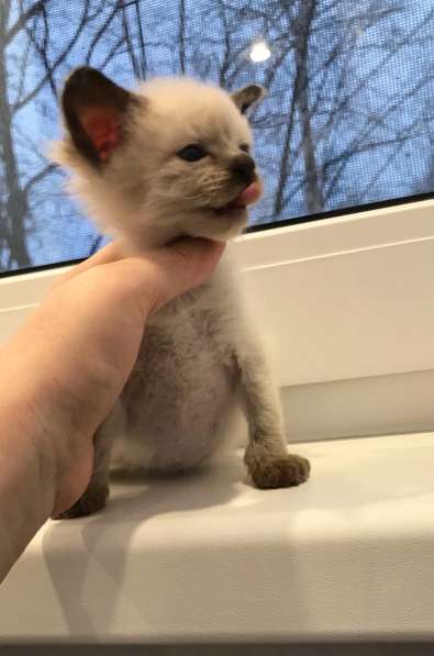 Европейская Бурма котенок лилового окраса в Санкт-Петербурге фото 22