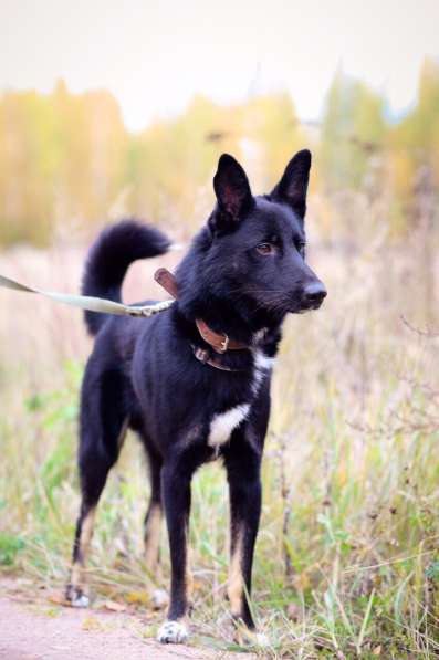 Черный изящный пёс-красавчик в Санкт-Петербурге фото 14