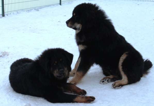 Тибетский мастиф - лучший страж на территории в Москве фото 146