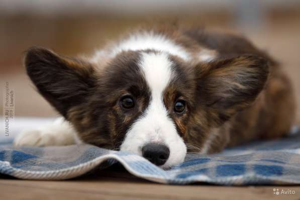 Вельш корги кардиган щенки предлагаем в Москве фото 4