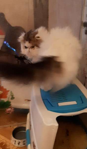 Персидский мальчик из питомника в Вологде фото 5