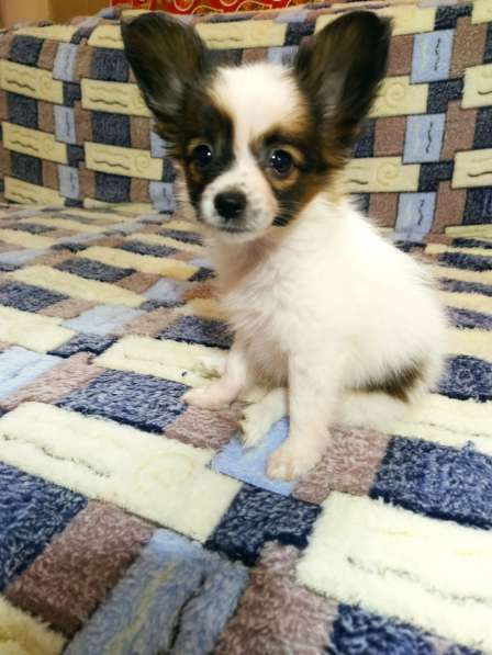 Щенки папийона в Ростове-на-Дону фото 20